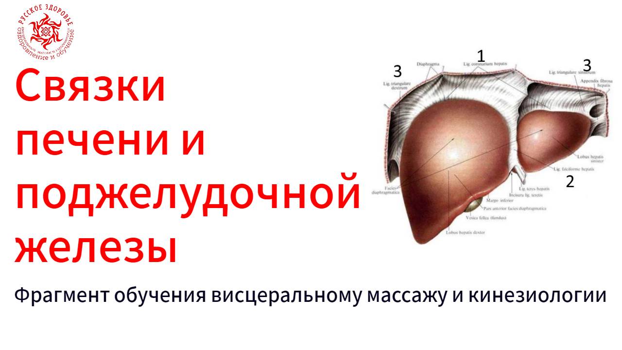Связки печени и поджелудочной железы. Фрагмент обучения висцеральному массажу и кинезиологии
