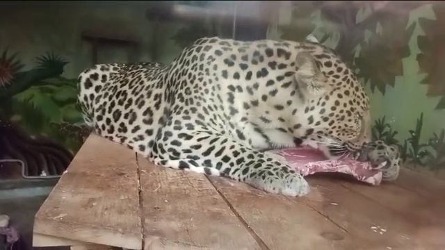 Прош. Обед. Видео от опекуна Светланы