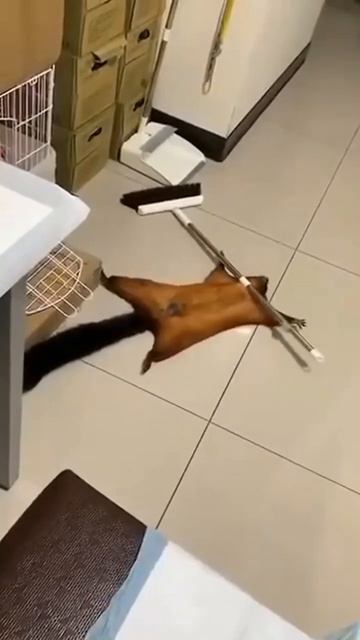 Белка симулянт