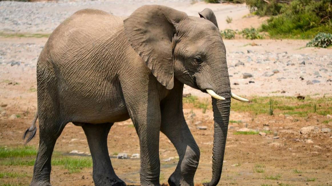 Слоны документальная правда часть 1