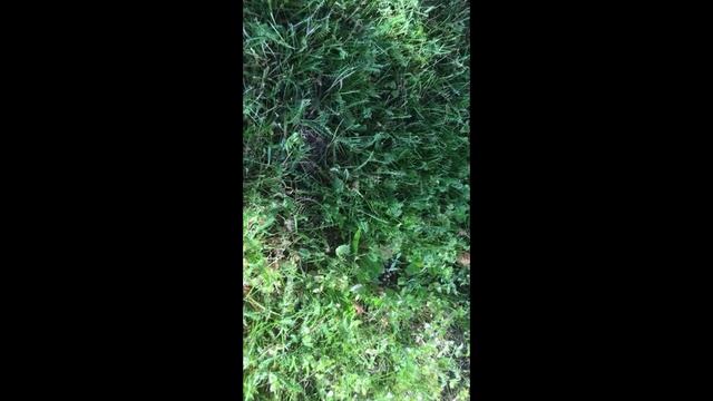 Пришла пора грибы собирать.  (4)