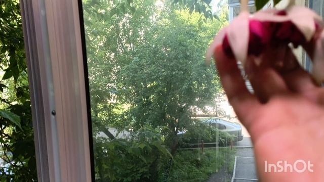 что делать если летом не хватает солнечного света 😕спасаемся как можем! лампы в помощь...