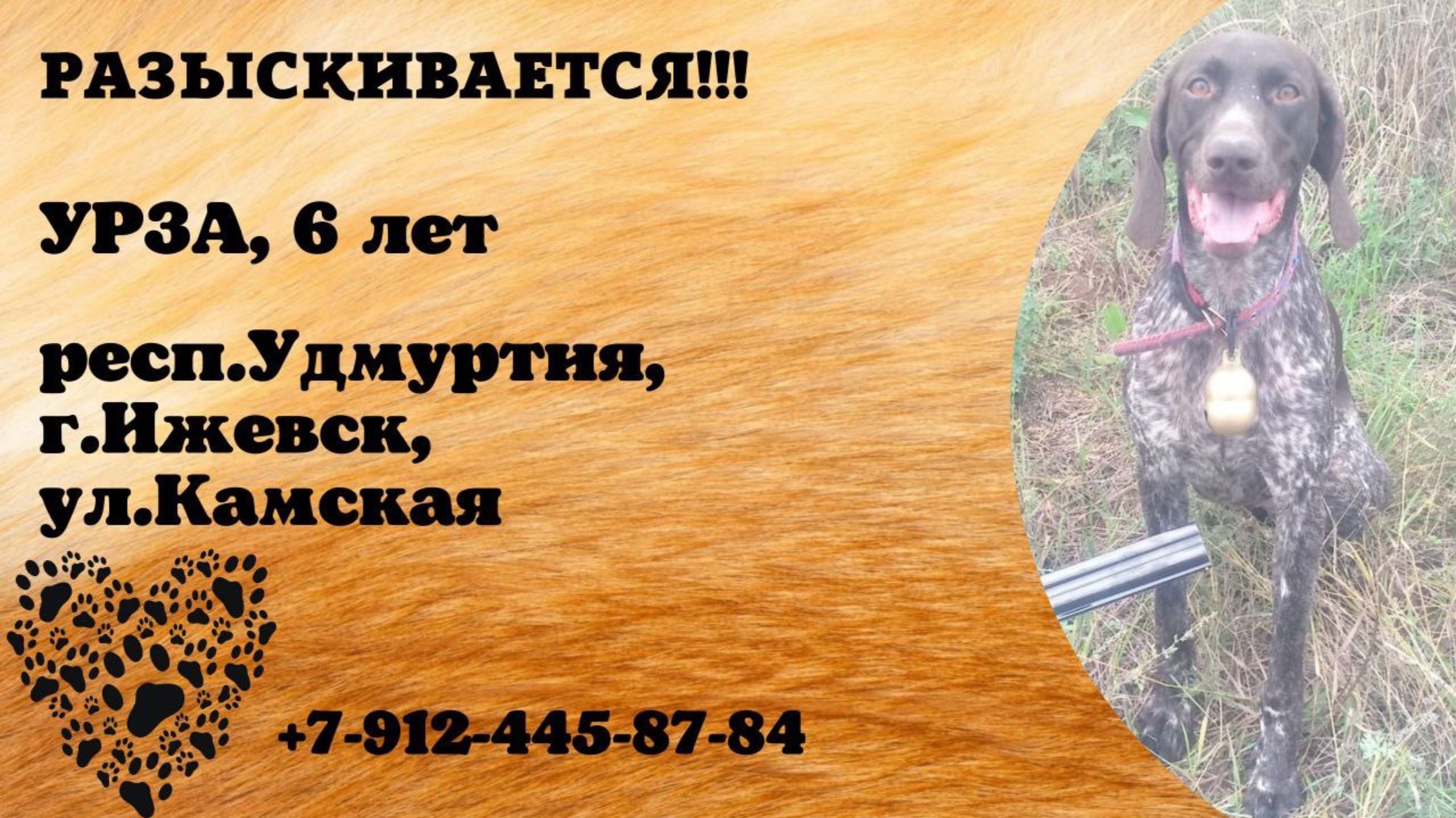 Пропала собака! УРЗА, 6 лет. респ.Удмуртия, г.Ижевск.
