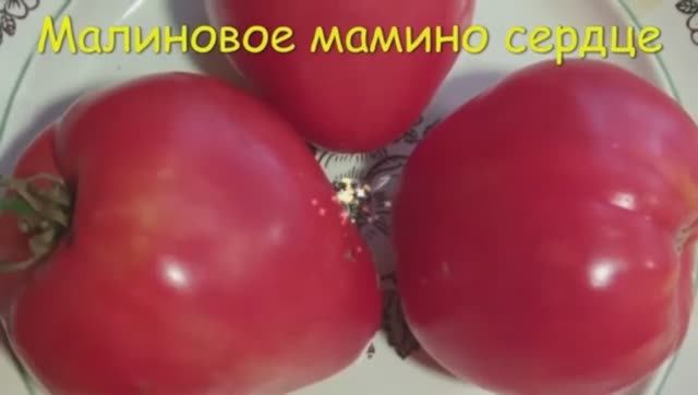 ТОМАТЫ. КАТАЛОГ  томатов на 2025 год.  г. Киров