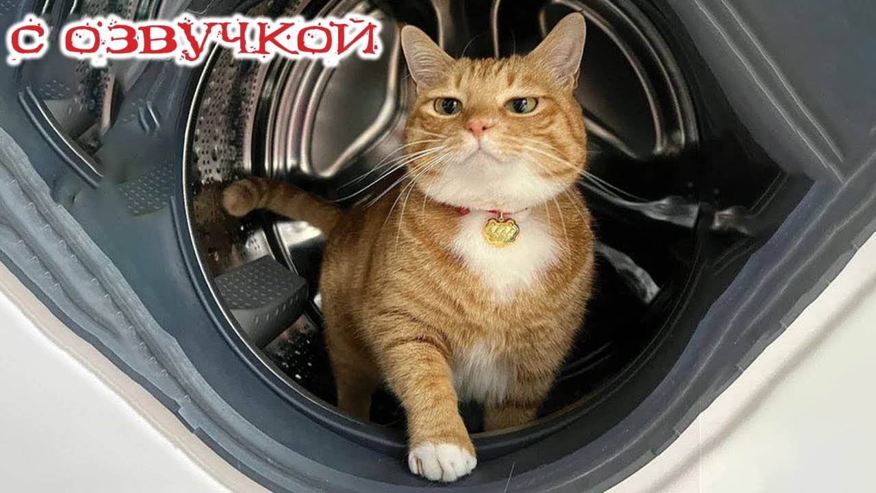 Приколы_с_котами!_С_ОЗВУЧКОЙ!_Коты,_кошки,_собаки_и_ДРУГИЕ_Смешные видео о животных
