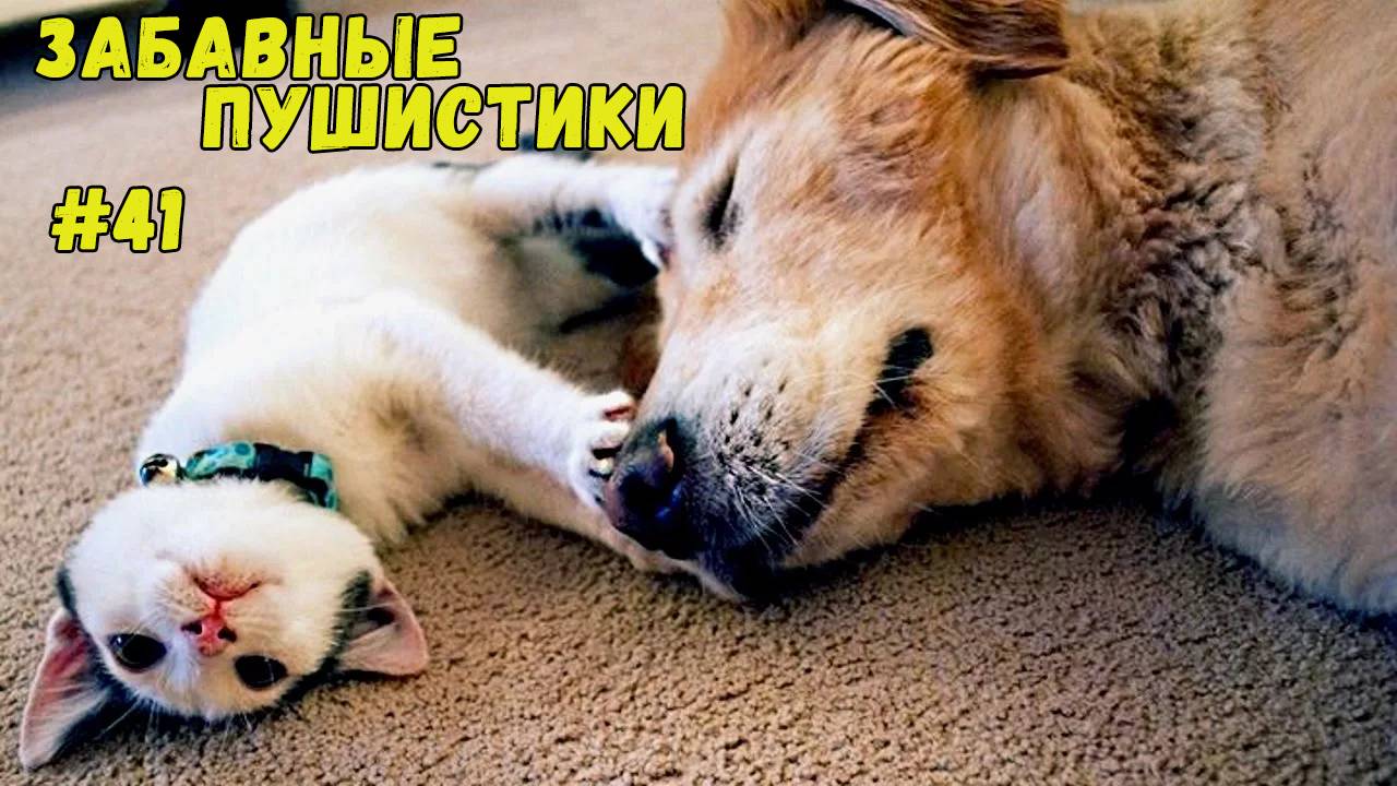 Я РЖАЛ ДО СЛЕЗ 😹 СМЕШНЫЕ КОШКИ И СОБАКИ  СМЕШНЫЕ ЖИВОТНЫЕ 2025 😹 ЛУЧШИЕ ПРИКОЛЫ #41