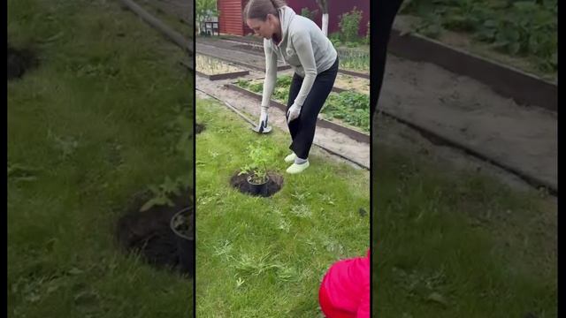 Посадка Жимолости🌿