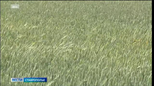 Ставропольские аграрии в ожидании уборочной кампании
