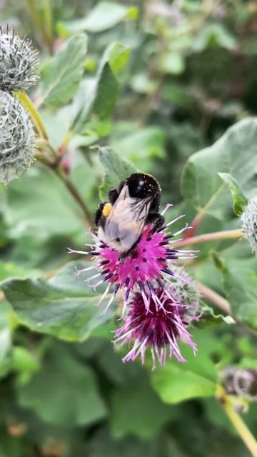 Такая работа, опылять!