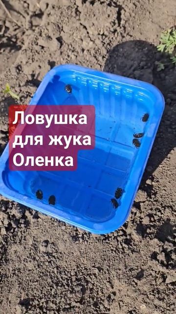 #сад #цветы #вредители