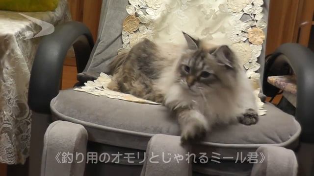 シベリア猫ミール君第3弾
