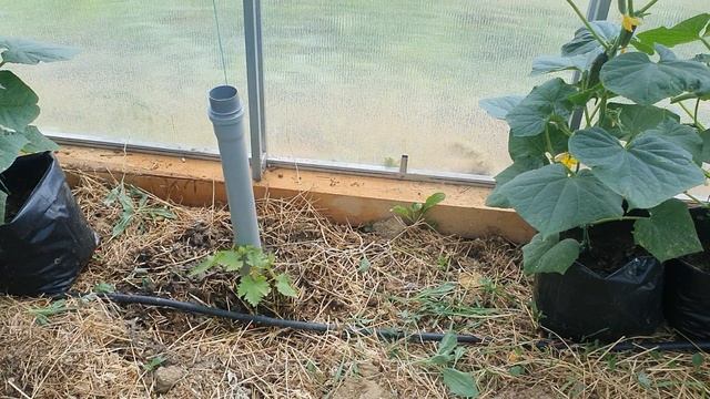 Использование теплицы после весенней рассады.