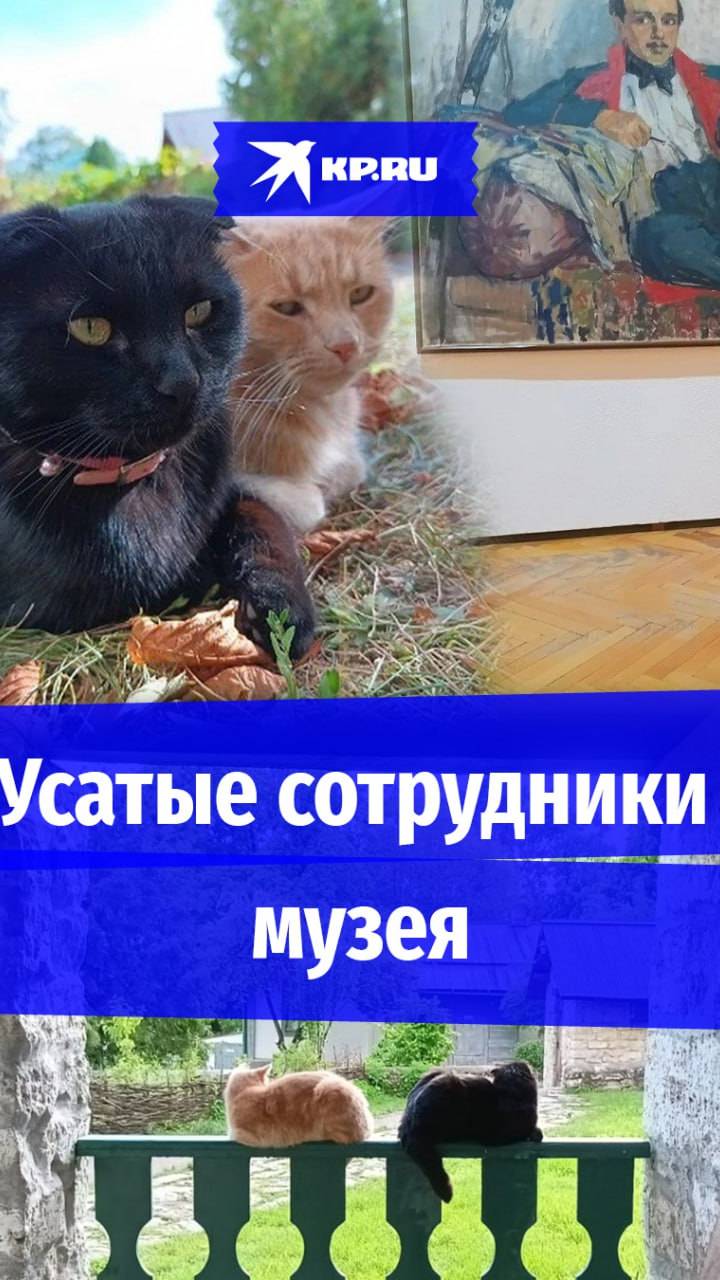 Коты работают в музее Пятигорска
