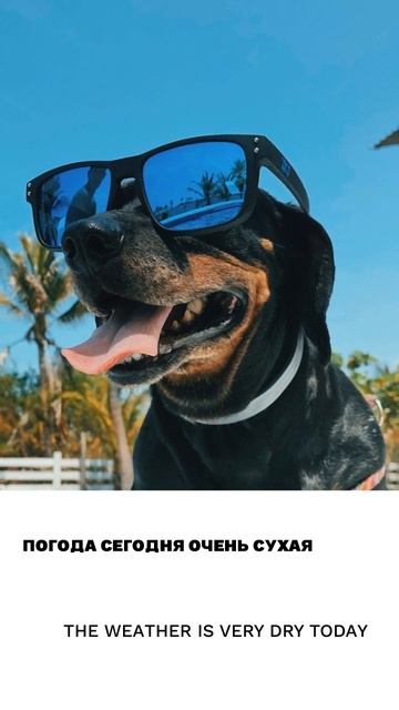 Сухой