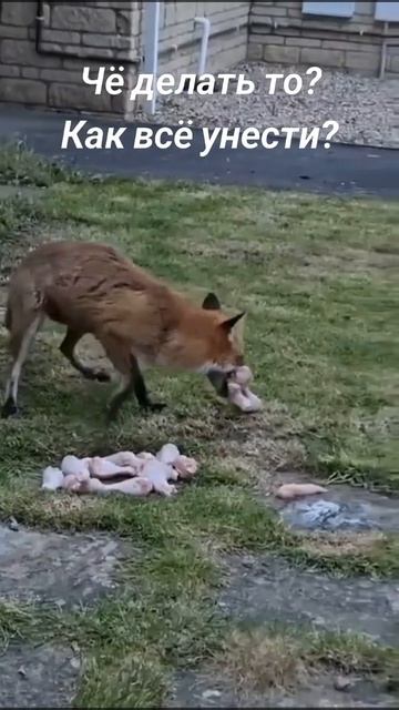 Вот уж трудная задача!Как же все унести 🦊🤩😋❤️