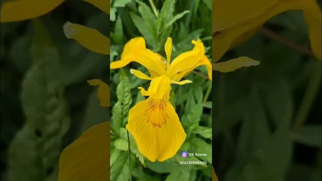 Природа #МэриГуля #природа #босерон_питбуль