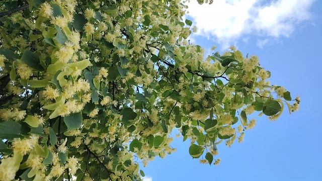 Цветущая липа