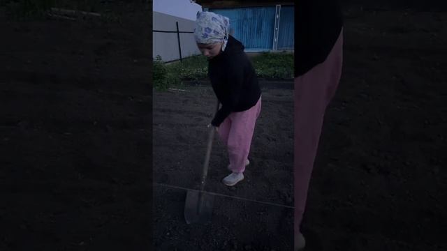 Картошка #уралочка #огород #картошка