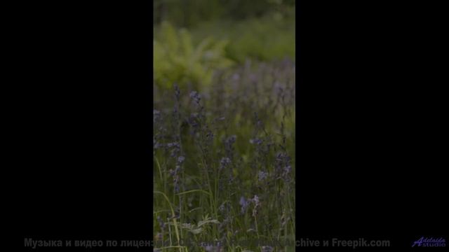Пейзажи раскрываются вместе с каждой новой мелодией - Felt So Low, On The HiFi, Anyways -- Snickers