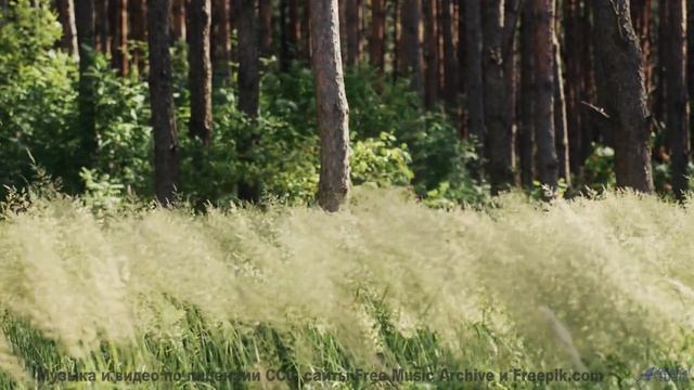 Этот трек звучит лучше всего среди этих полей - Drifting-on-Wood -- Ketsa -- Reflective Processes