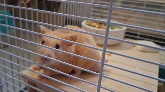 Хомячьи деликатесы: Чем покормить любимца?🐹