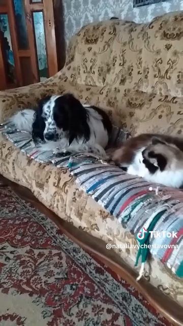 Как кошка с собакой... Это про них...)))