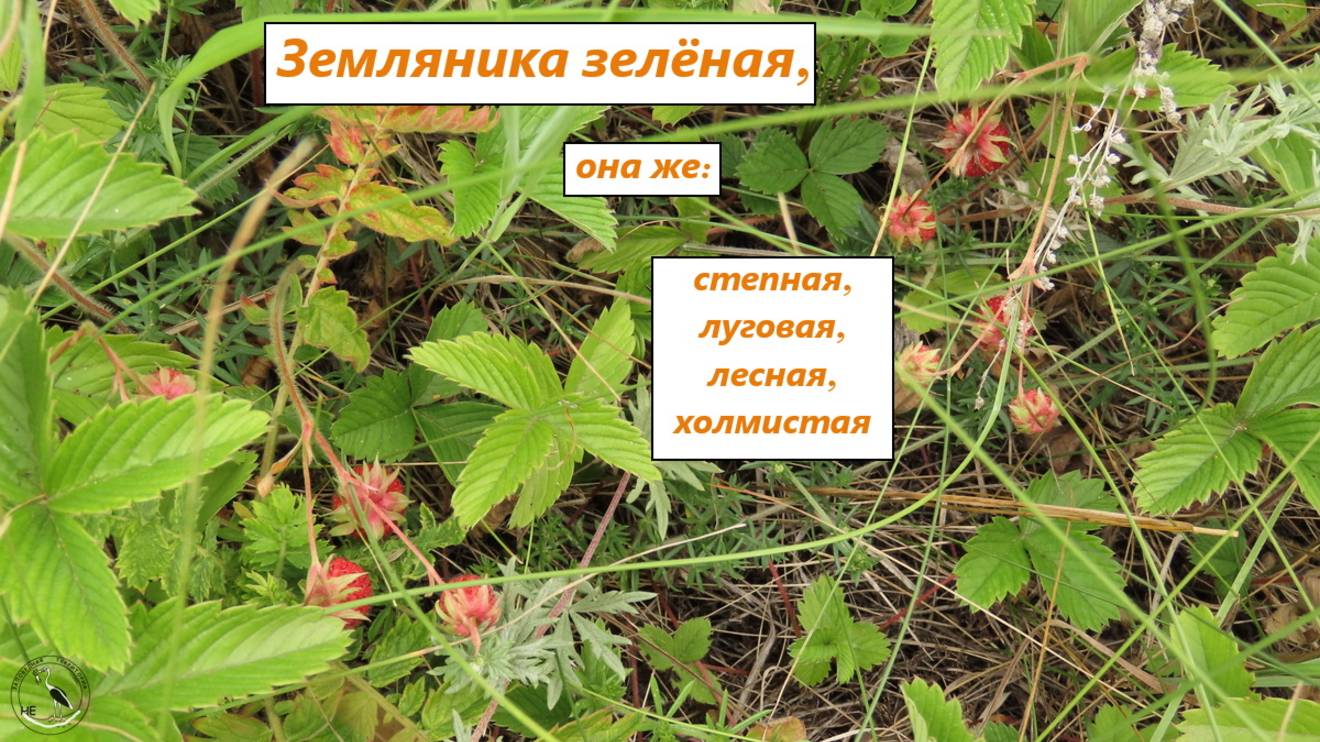 Дикая земляника зелёная - полуница - спеет. Ростовская область, северо-запад, 17.06.2025