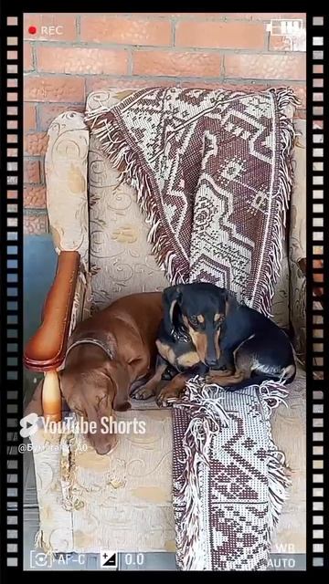 DOG AND DOG