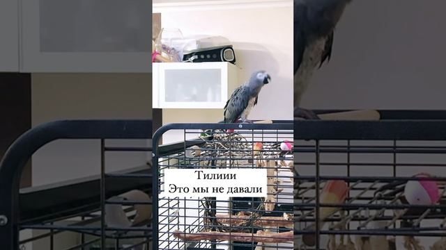 Мой друг художник и поэт….😂
Сохраняйте видео, вы точно захотите переслушать шедевры этого гения😁