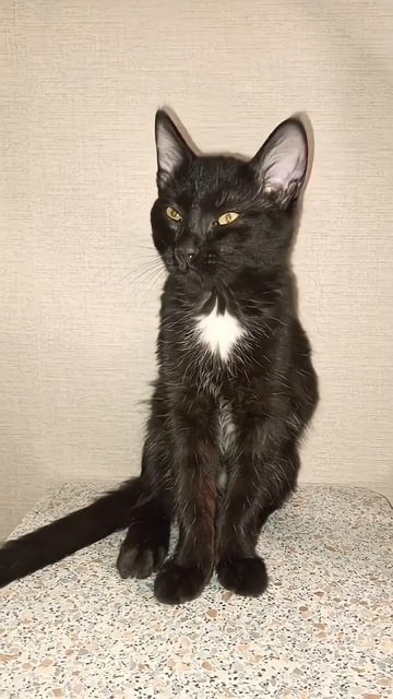 СТО КОТОДНЕЙ