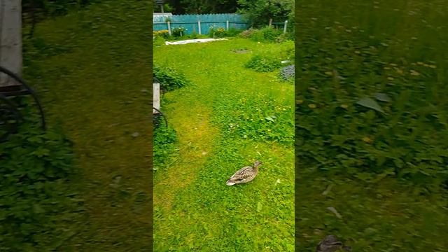 Утка в семхозе