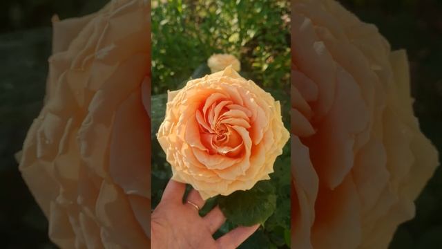 Розы. Beautiful roses #flowers