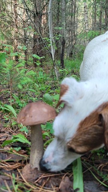 Белла и тихая охота 😎🐶🐾🌲🍄