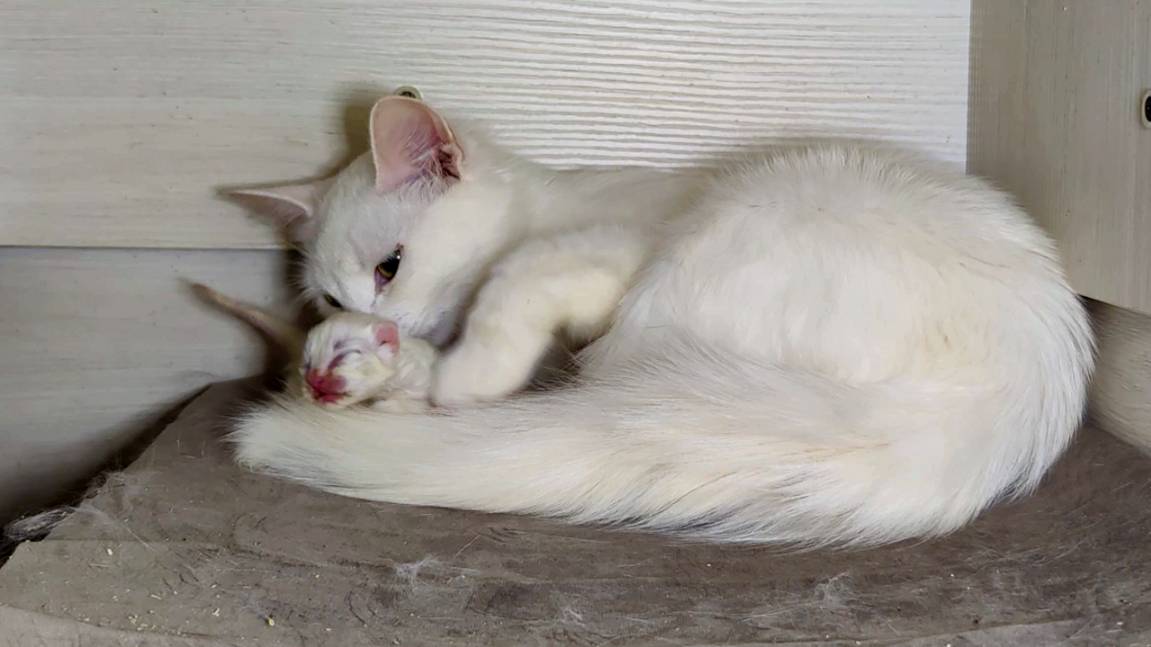 Мама-кошка, не оставляй котенка одного. Котенок мяукает. День седьмой.