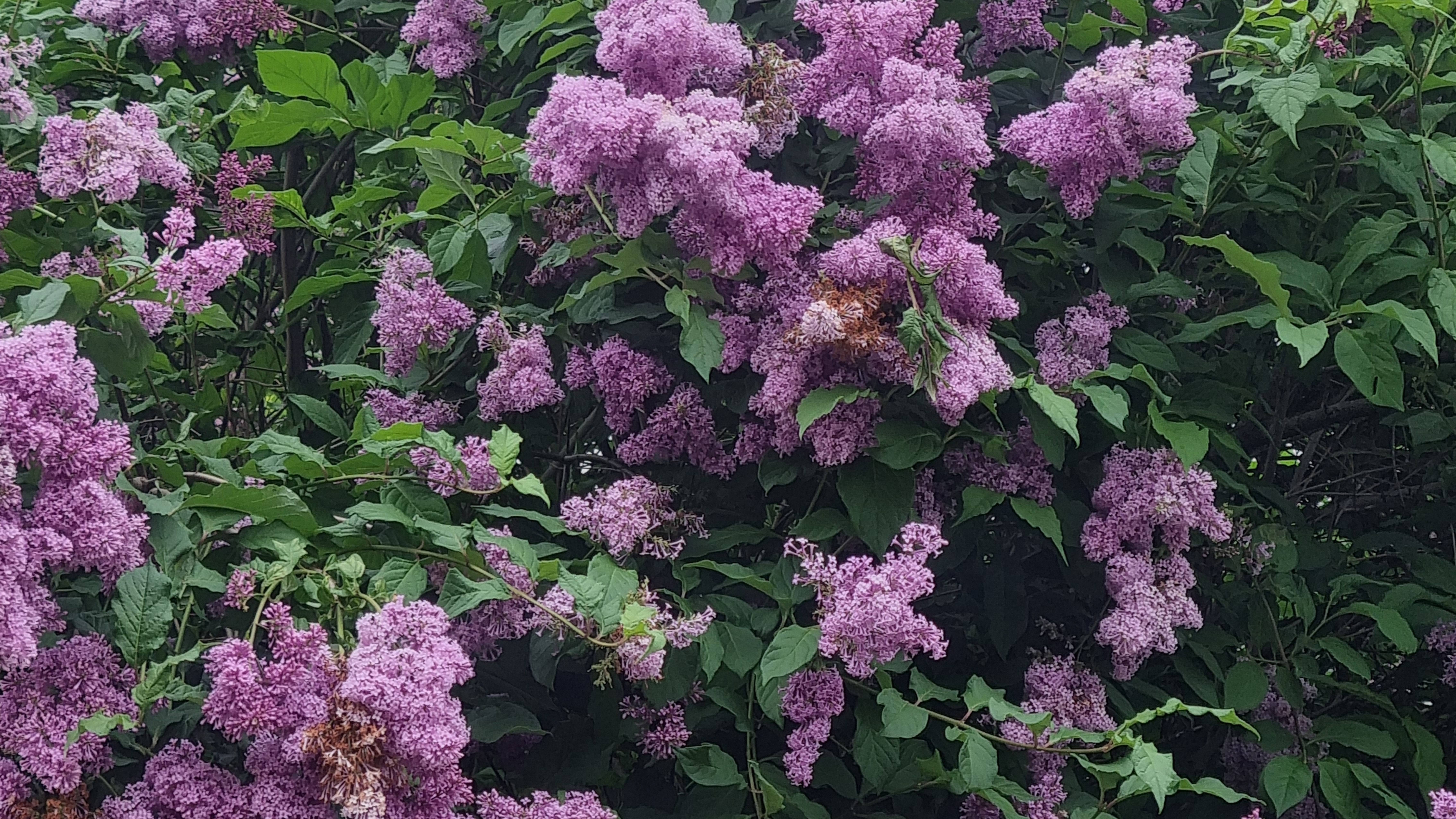 Берёзовая тишина 🌿