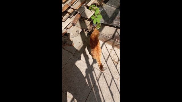 Собака. Том..