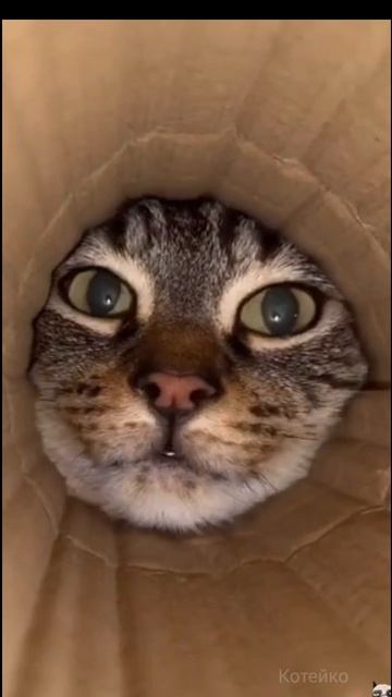 Кто здесь?