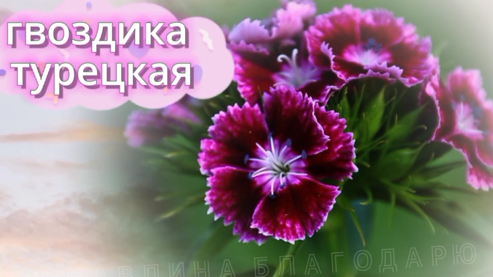 ГВОЗДИКА ТУРЕЦКАЯ.
