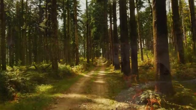 Красота в каждом движении: грациозные животные, которые завораживают