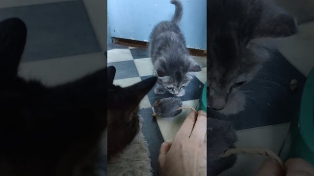 Птичка из голубятни. продолжение.