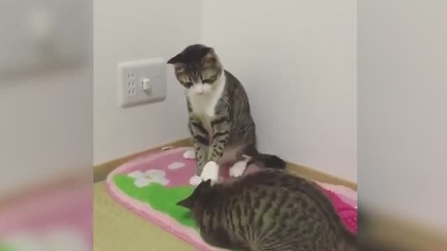 Приколы с котами новое глава 4