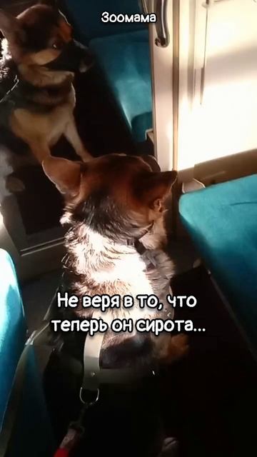 Хозяина уб#ли. Немец Бакс теперь сирота