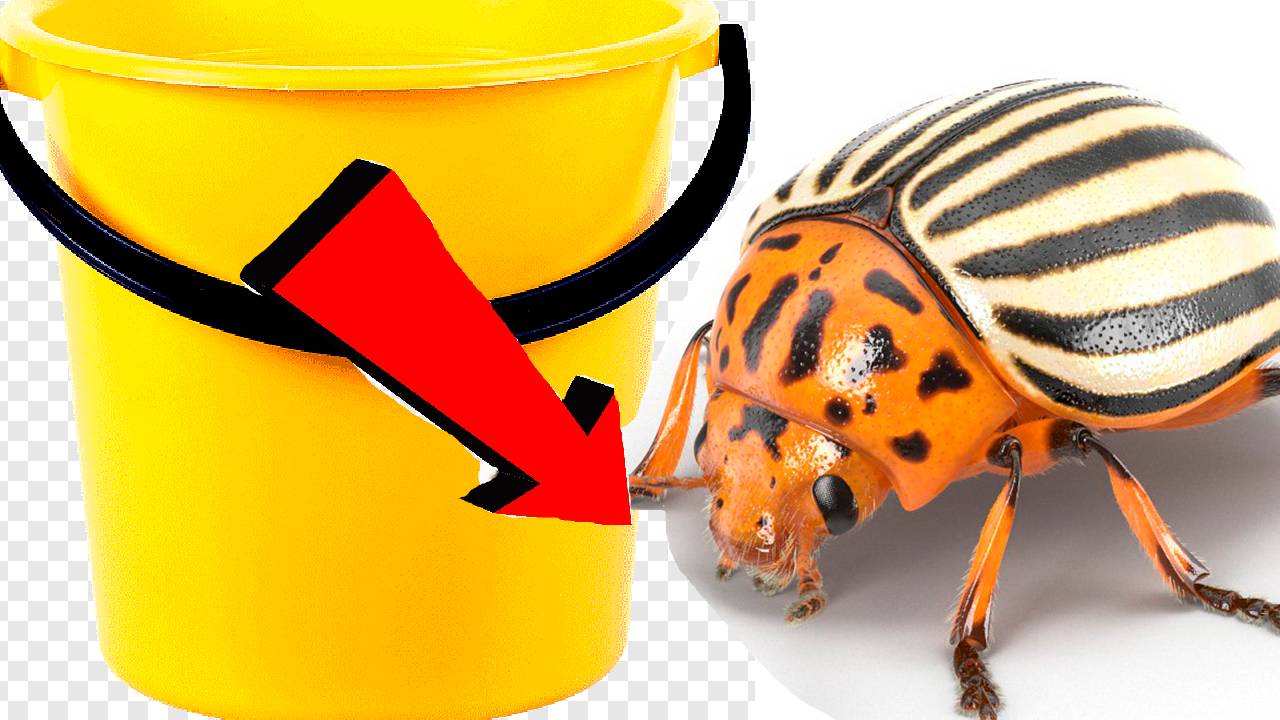 За 3 минуты избавиться от колорадского жука на картошке!!!!!
