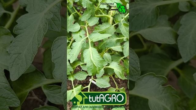 КАК ТОЛЬКО УВИДЕЛИ ТАКОЙ ЛИСТ У ТОМАТА - СРАЗУ СДЕЛАЙТЕ ЭТУ ПОДКОРМКУ! Кошачий коготь у томатов.