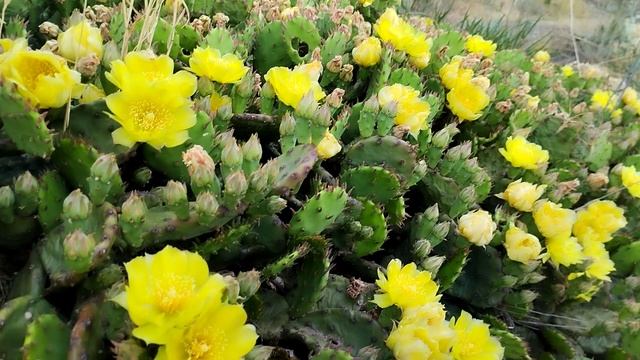 Пчёлы карника на кактусах в Крыму