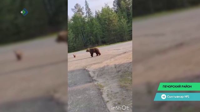 В районе кладбища у поселка Белый-Ю под Печорой местные жители заметили медвежье семейство