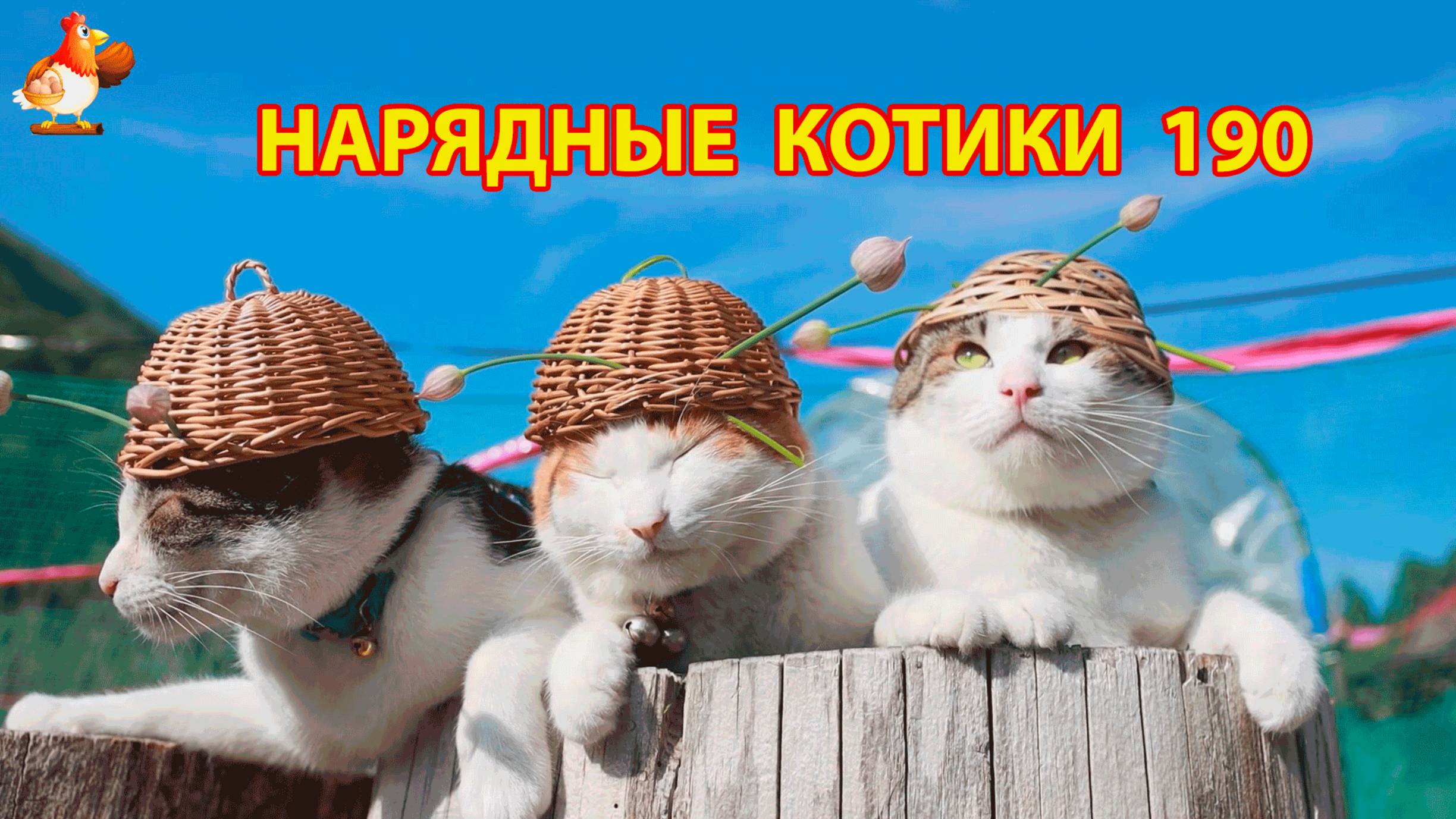 Нарядные Котики расслабляются на солнышке 🌞 🐈🐈🐈 (190)