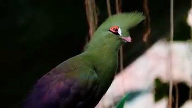 Самые красивые животные на планете: обзор удивительных созданий ч.5