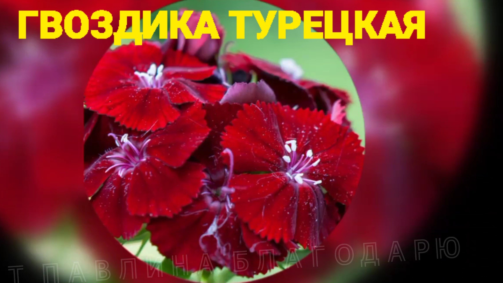 ГВОЗДИКА ТУРЕЦКАЯ.