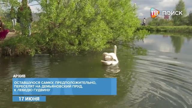 В Клину в Майдановском парке погиб лебедь